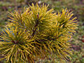 Pinus mugo Lemon IMG_1553 Sosna kosodrzewina